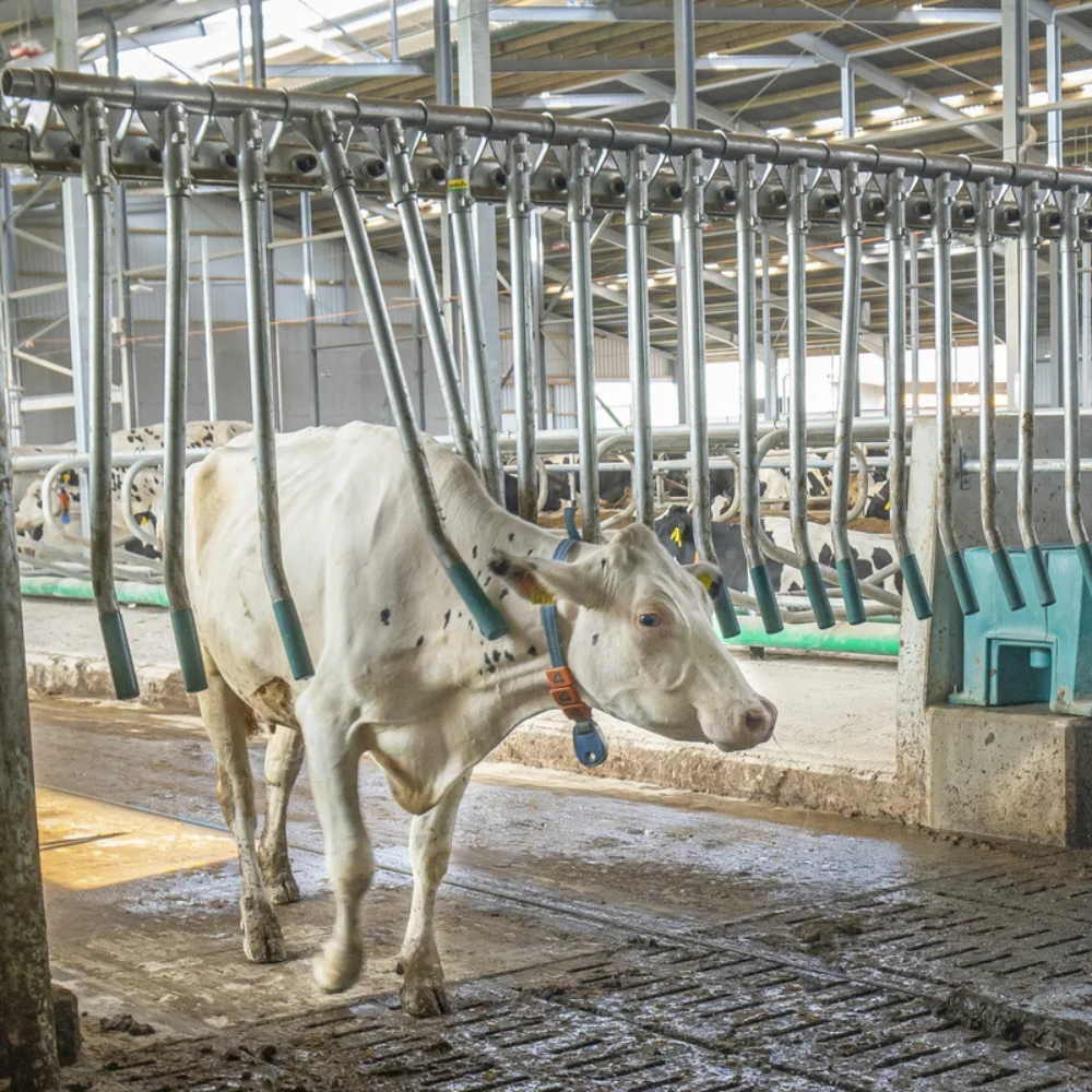 Vienvirziena pirkstu vārti